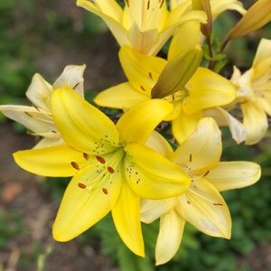 Meet your Posher, Brittany